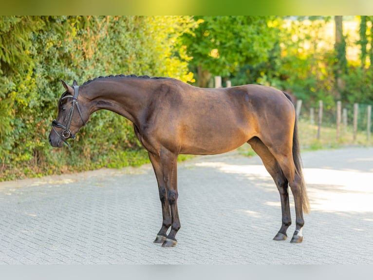 Welsh-PB Stute 3 Jahre 143 cm Dunkelbrauner in Oirsbeek