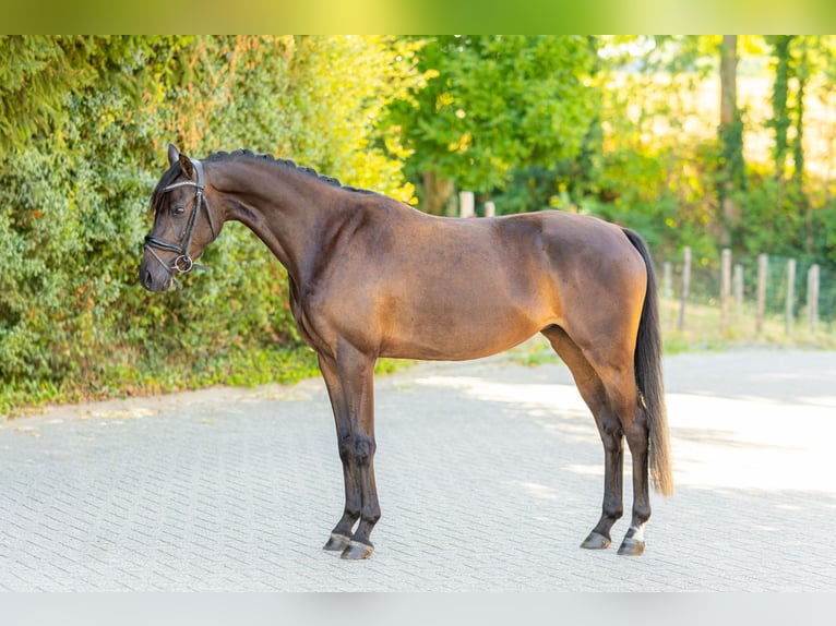 Welsh-PB Stute 3 Jahre 143 cm Dunkelbrauner in Oirsbeek