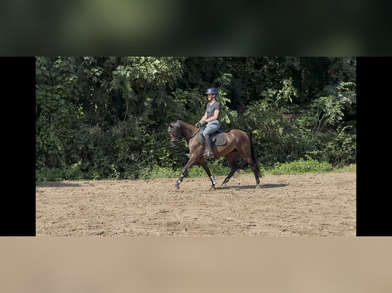 Welsh-PB Stute 3 Jahre 143 cm Dunkelbrauner in Oirsbeek