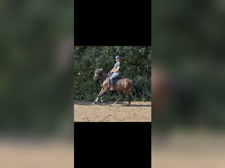 Welsh-PB Stute 3 Jahre 143 cm Dunkelbrauner in Oirsbeek