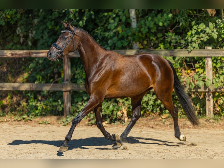Welsh-PB Stute 3 Jahre 143 cm Dunkelbrauner in Oirsbeek