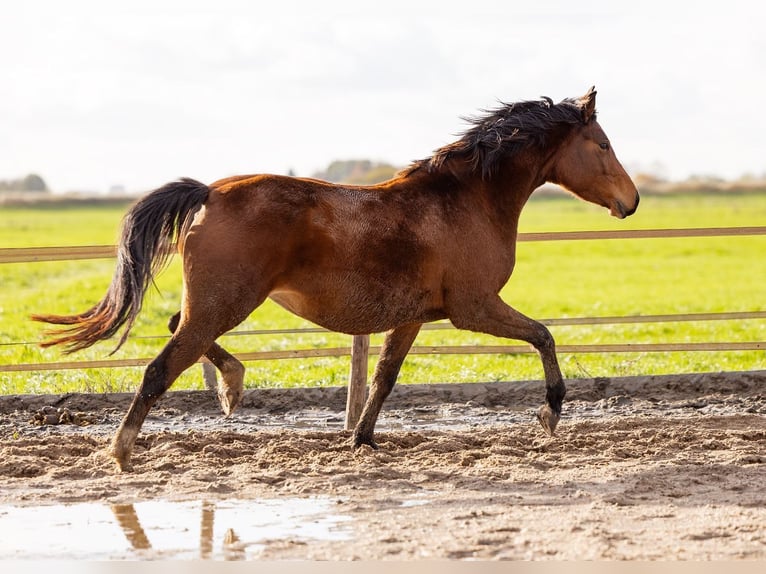 Welsh-PB Stute 3 Jahre 145 cm Brauner in Driebruggen