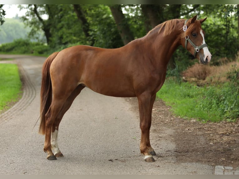 Welsh-PB Stute 3 Jahre 146 cm Fuchs in Aalten