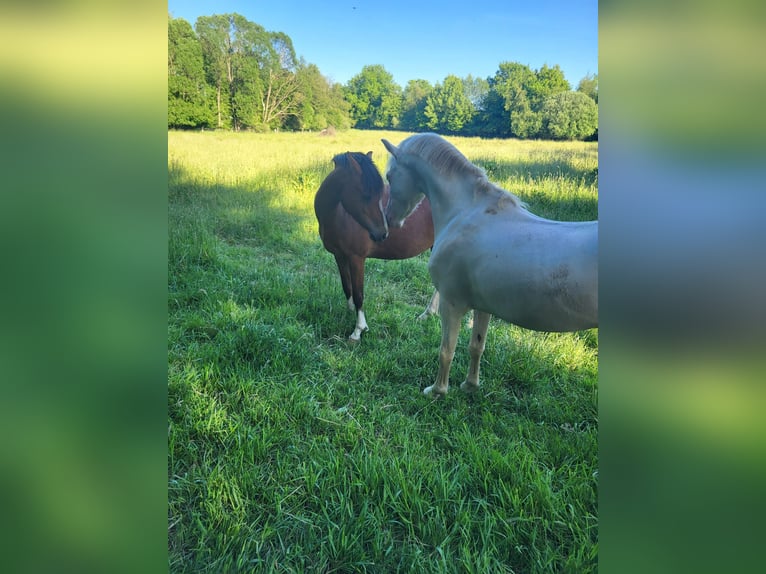 Welsh-PB Stute 4 Jahre 135 cm Brauner in Reher