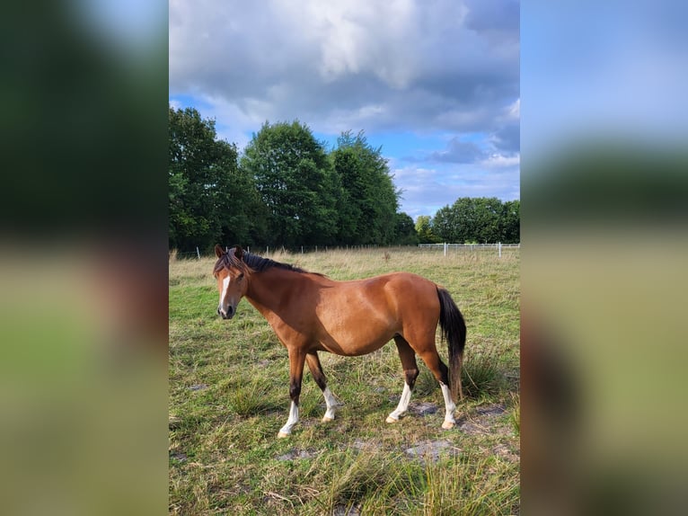 Welsh-PB Stute 4 Jahre 135 cm Brauner in Reher