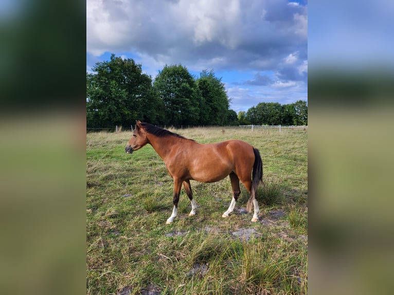 Welsh-PB Stute 4 Jahre 135 cm Brauner in Reher
