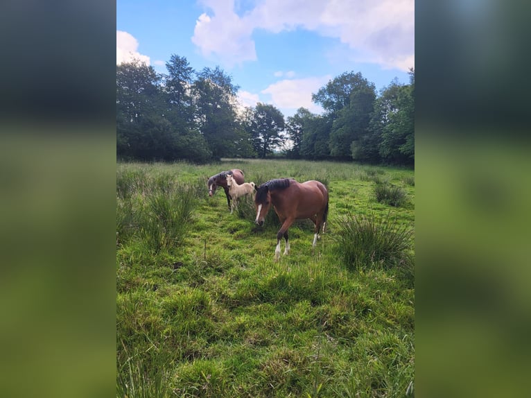 Welsh-PB Stute 4 Jahre 135 cm Brauner in Reher