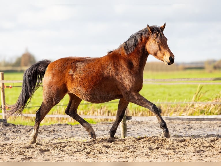 Welsh-PB Stute 4 Jahre 145 cm Brauner in Driebruggen