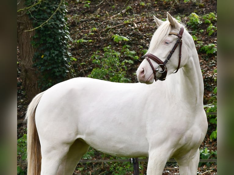 Welsh-PB Stute 4 Jahre 145 cm Perlino in Halsteren