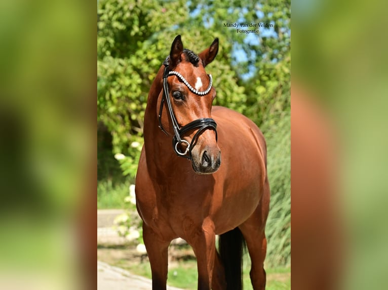Welsh-PB Stute 4 Jahre 147 cm Brauner in Veldhoven