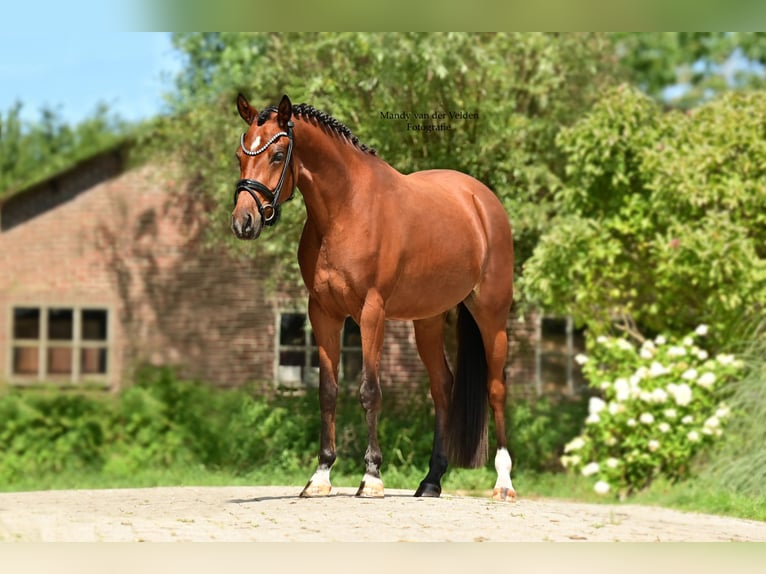 Welsh-PB Stute 4 Jahre 147 cm Brauner in Veldhoven