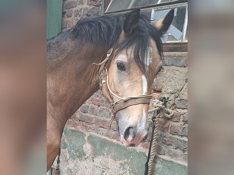 Welsh-PB Stute 4 Jahre 148 cm Falbe in Neuss