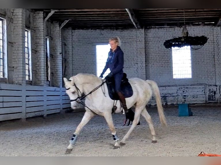 Welsh-PB Stute 4 Jahre 148 cm Palomino in Schwalmstadt
