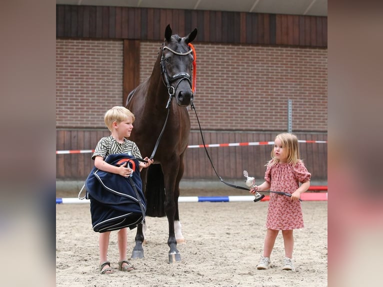 Welsh-PB Stute 4 Jahre 148 cm Rappe in TATA