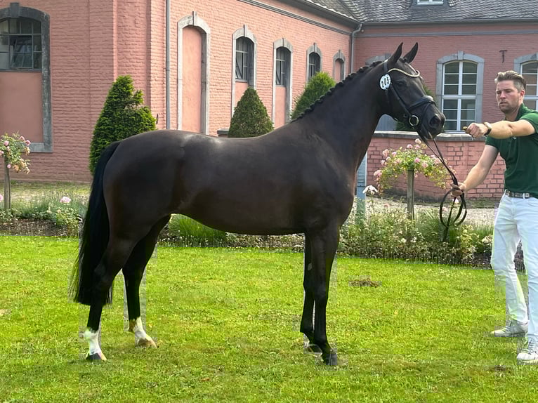 Welsh-PB Stute 4 Jahre 148 cm Rappe in TATA