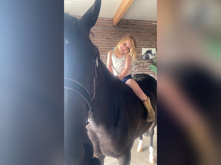 Welsh-PB Stute 4 Jahre 148 cm Rappe in TATA