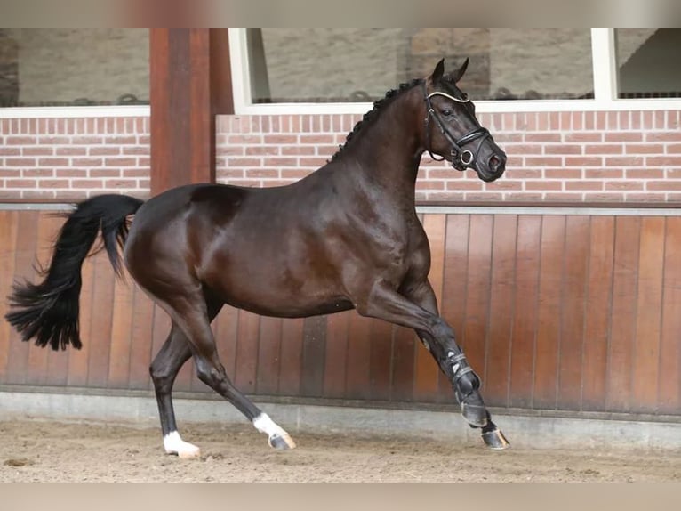 Welsh-PB Stute 4 Jahre 148 cm Rappe in TATA