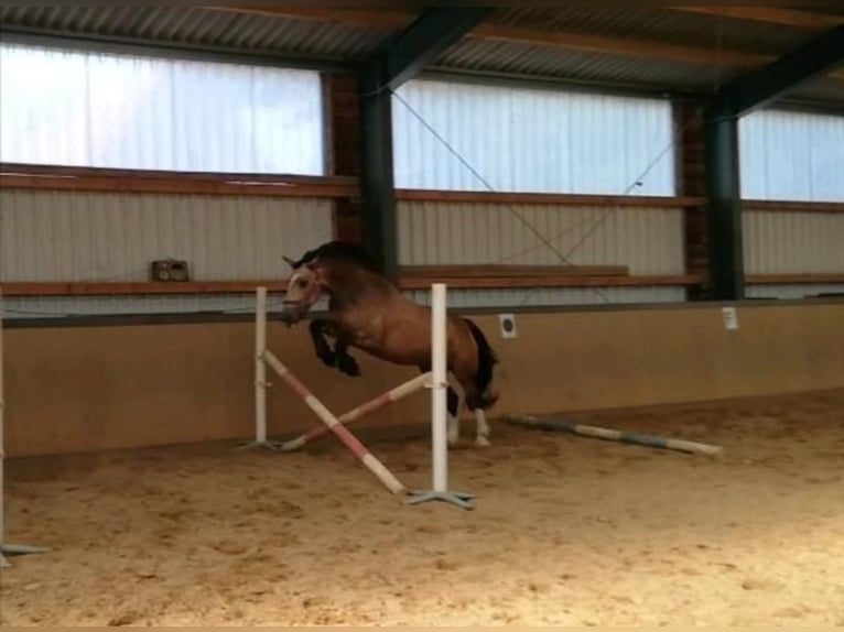 Welsh-PB Mix Stute 4 Jahre 160 cm Buckskin in H&#xF6;xter