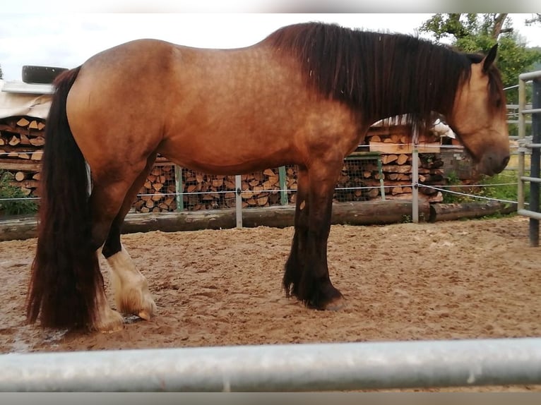 Welsh-PB Mix Stute 4 Jahre 160 cm Buckskin in H&#xF6;xter