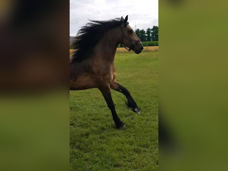 Welsh-PB Mix Stute 4 Jahre 160 cm Buckskin in H&#xF6;xter