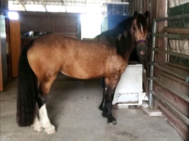 Welsh-PB Mix Stute 4 Jahre 160 cm Buckskin in H&#xF6;xter