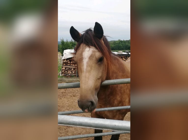 Welsh-PB Mix Stute 4 Jahre 160 cm Buckskin in H&#xF6;xter
