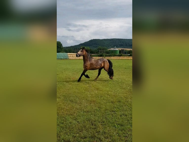 Welsh-PB Mix Stute 4 Jahre 160 cm Buckskin in H&#xF6;xter