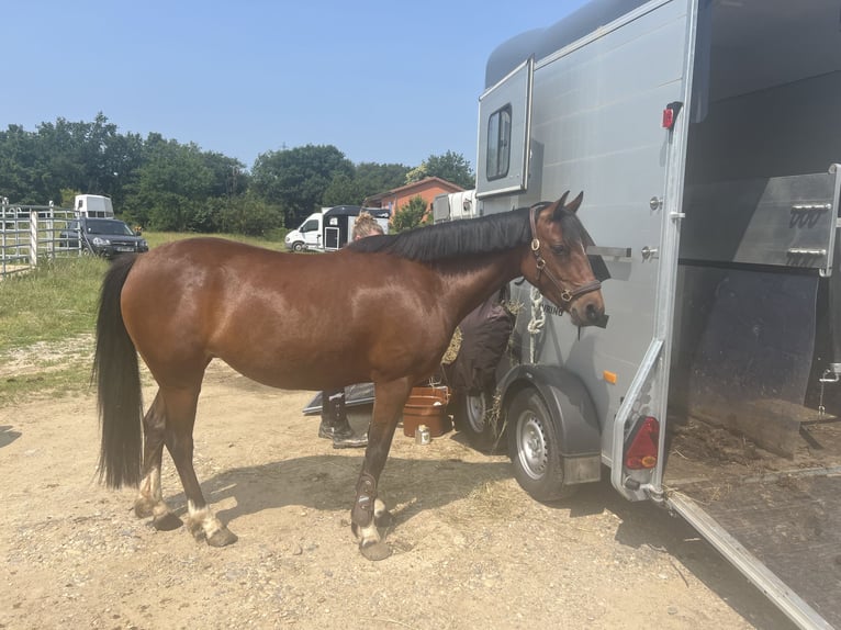 Welsh-PB Stute 5 Jahre 137 cm  in Coise