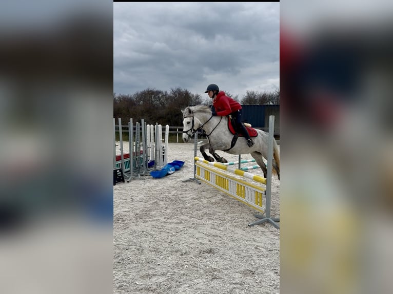 Welsh-PB Stute 5 Jahre 137 cm White in Příbram