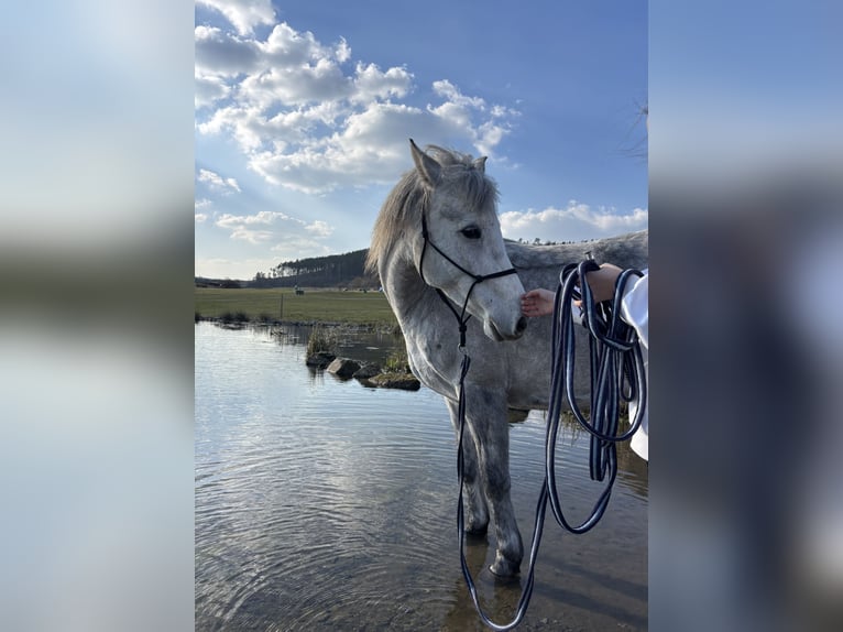 Welsh-PB Stute 5 Jahre 137 cm White in Příbram