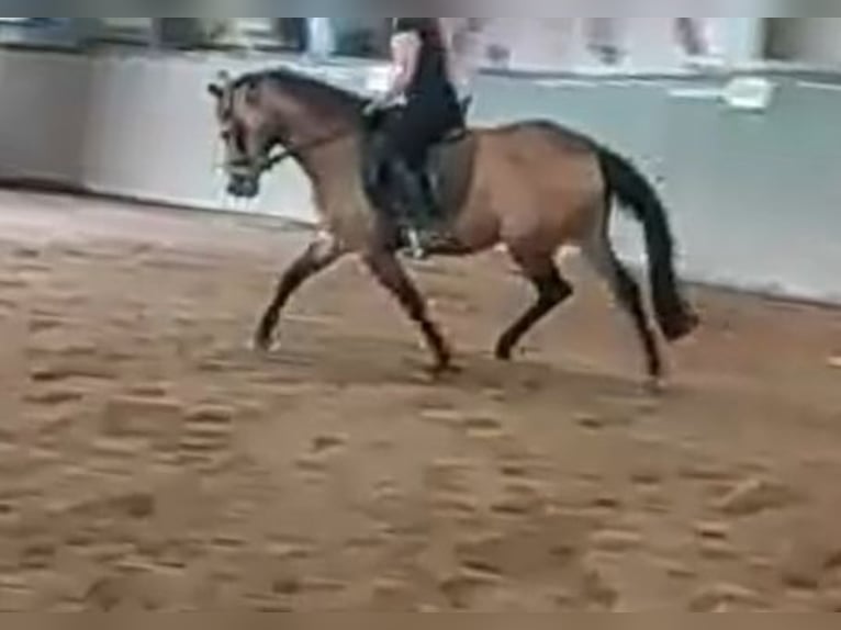 Welsh-PB Stute 7 Jahre 145 cm Falbe in Uelzen