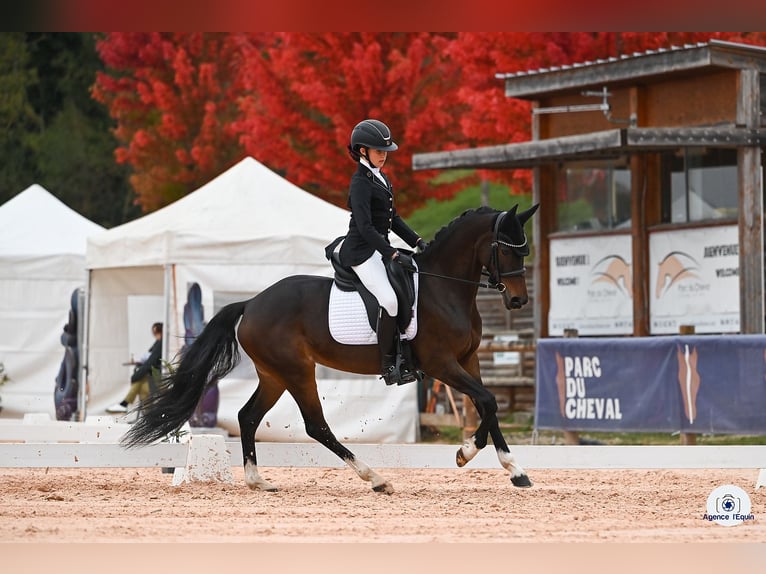 Welsh-PB Stute 7 Jahre 146 cm Schwarzbrauner in La Chapelle Rambaud