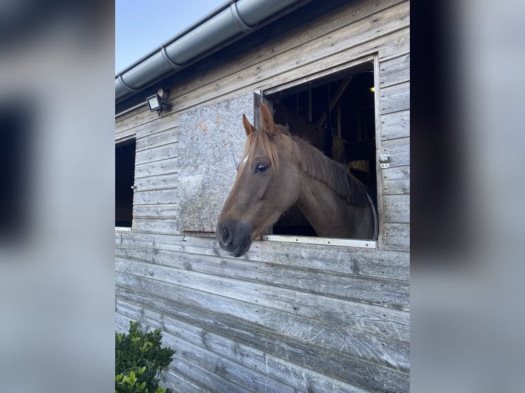 Welsh-PB Stute 7 Jahre 156 cm Dunkelfuchs in Saint clair sur epte