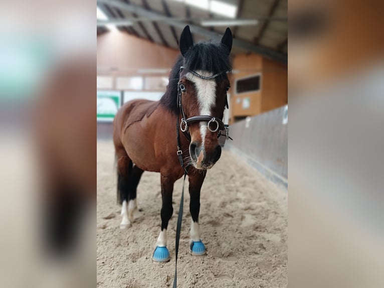 Welsh-PB Stute 8 Jahre 126 cm  in Kreischa