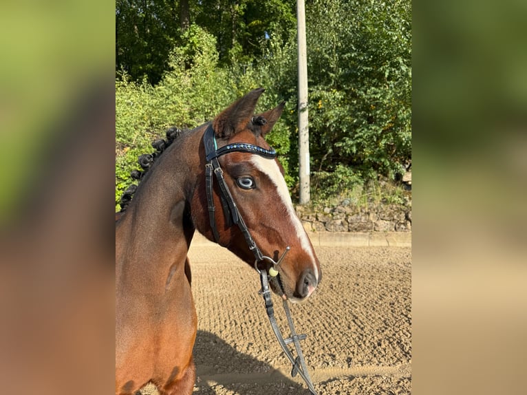 Welsh-PB Stute 8 Jahre 126 cm  in Kreischa