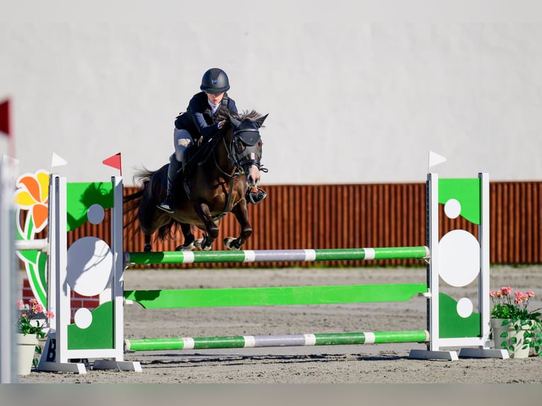 Welsh-PB Stute 8 Jahre 135 cm Fuchs in Kromeriz