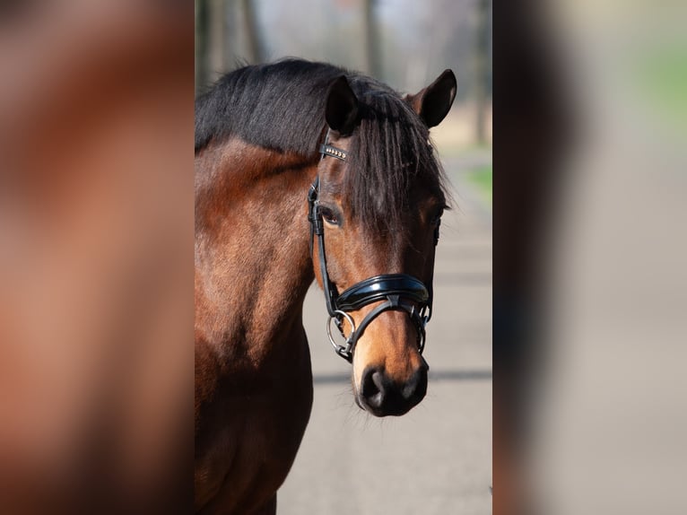 Welsh-PB Stute 9 Jahre 147 cm Brauner in Tata