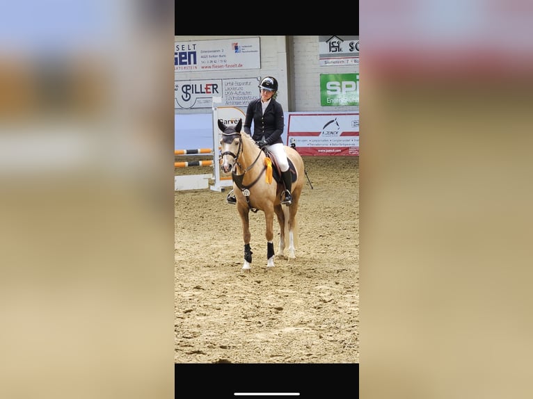 Welsh-PB Stute 9 Jahre 147 cm in Rhede