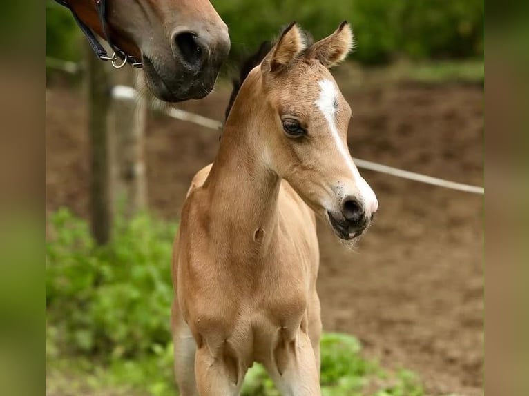Welsh-PB Stute 9 Jahre 153 cm Brauner in Aalten