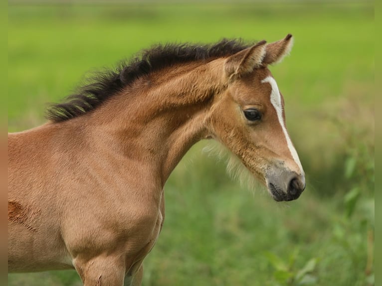 Welsh-PB Stute Fohlen (05/2026) 138 cm Buckskin in Aalten