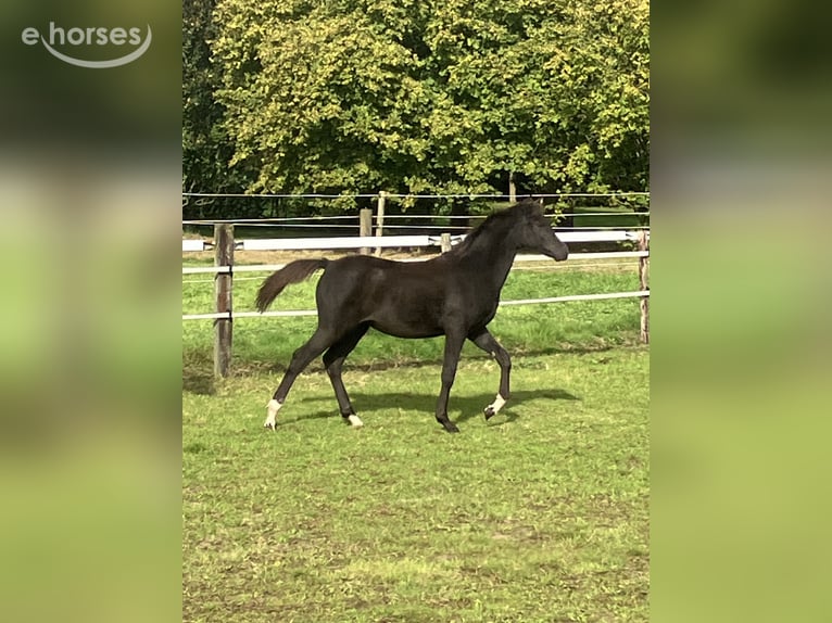 Welsh-PB Stute Fohlen (05/2026) Rappe in Assen