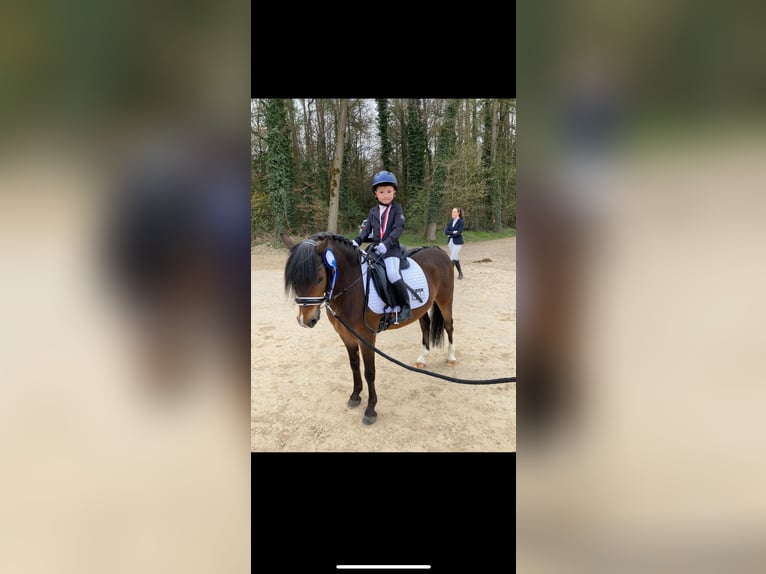Welsh-PB Wallach 11 Jahre 128 cm Brauner in Wendling