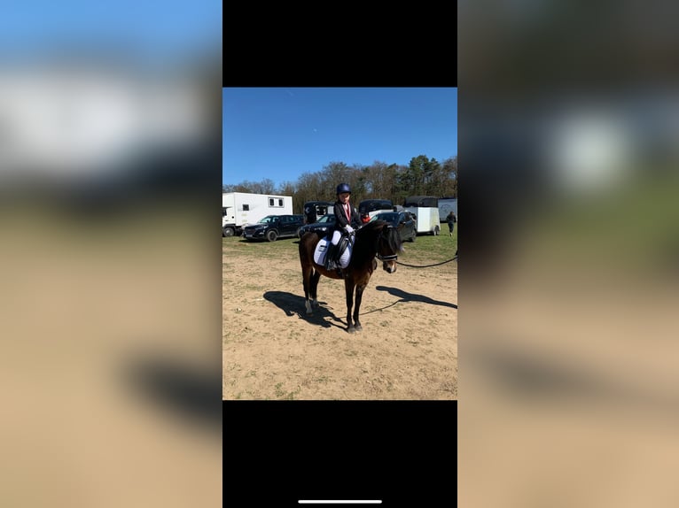Welsh-PB Wallach 11 Jahre 128 cm Brauner in Wendling