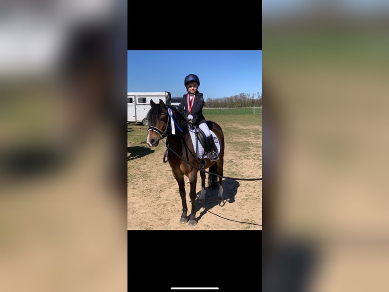 Welsh-PB Wallach 11 Jahre 128 cm Brauner in Wendling
