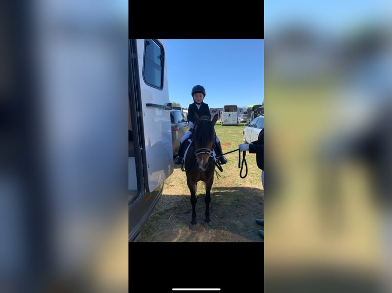Welsh-PB Wallach 11 Jahre 128 cm Brauner in Wendling