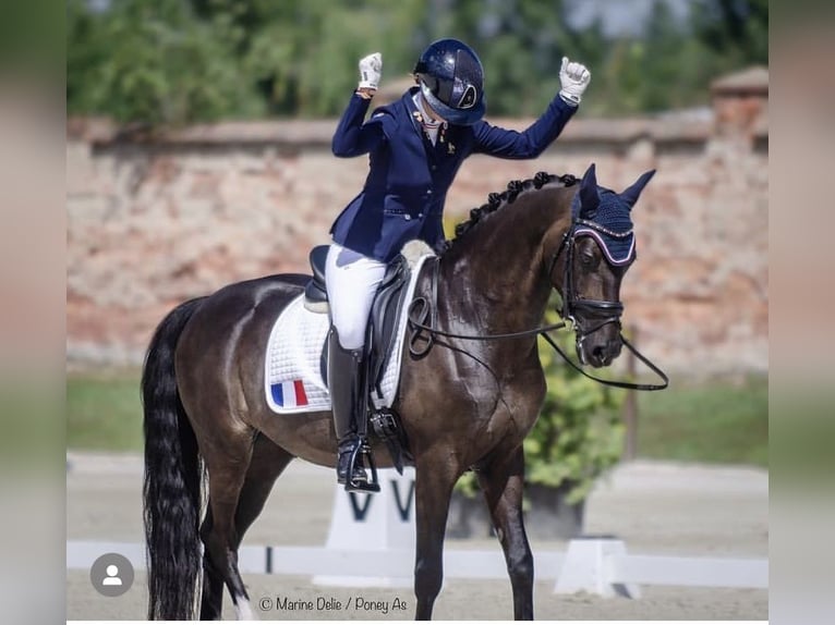 Welsh-PB Wallach 11 Jahre 149 cm Rappe in Mulsanne