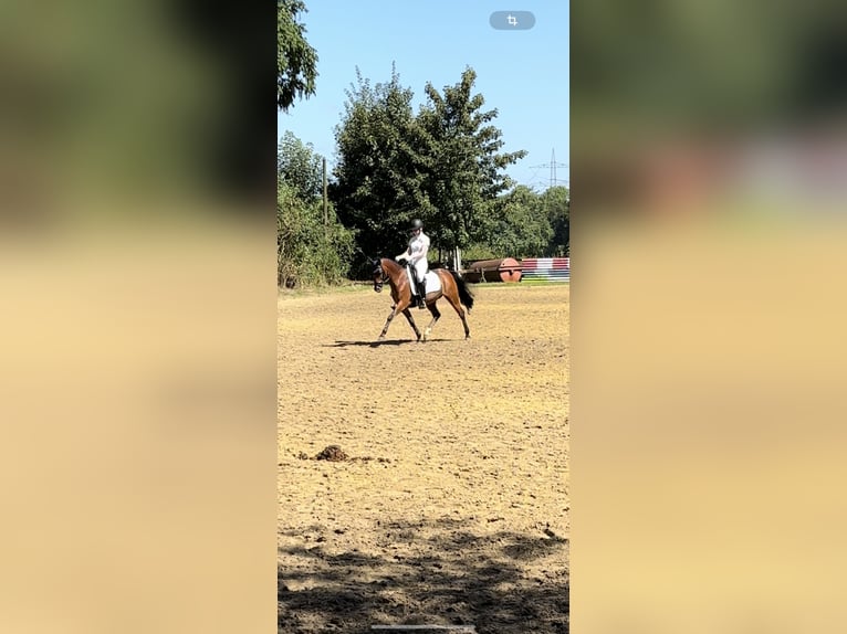 Welsh-PB Wallach 12 Jahre 147 cm Brauner in Lippetal