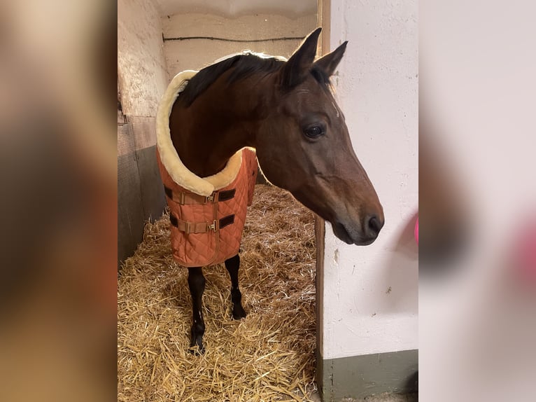 Welsh-PB Wallach 12 Jahre 147 cm Brauner in Lippetal
