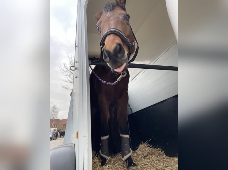 Welsh-PB Wallach 12 Jahre 147 cm Brauner in Lippetal