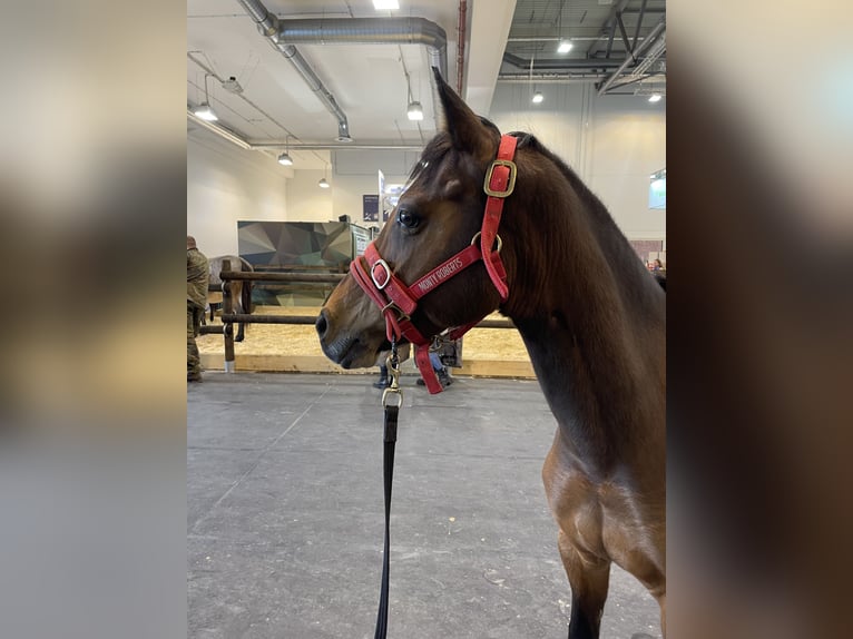 Welsh-PB Wallach 12 Jahre 147 cm Brauner in Lippetal